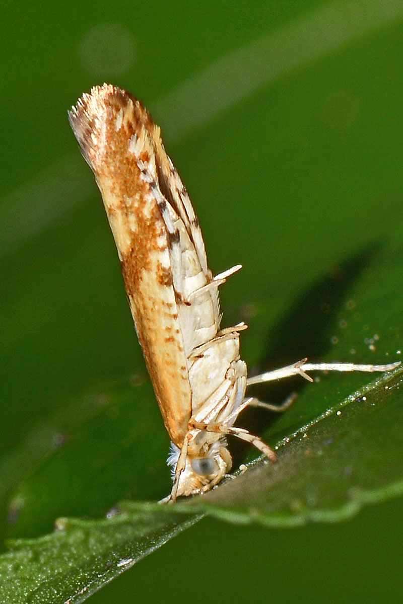 Argyresthia pruniella? S